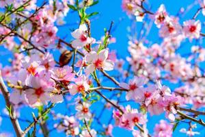 Mandelblüte Natur foto