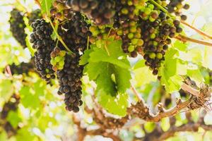 Weintrauben hängende Weinpflanze im Sonnenlicht. foto