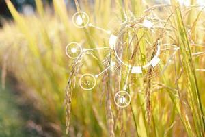 Innovationstechnologie für Smart Farm System, Landwirtschaftsmanagement, Technologie und Reisfeldkonzept. Konzept der intelligenten Landwirtschaft moderner landwirtschaftlicher Betrieb. foto