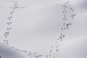 spuren von tierspuren auf weißem schnee foto