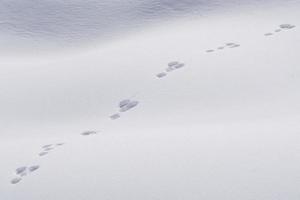 spuren von tierspuren auf weißem schnee foto