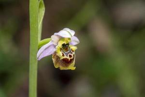 ophrys holosericea ophrys exaltata tyrrhena orchidee wilde blume foto