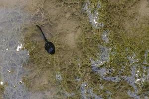 Froschkaulquappe in einem Sumpf foto