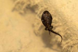 Froschkaulquappe in einem Sumpf foto
