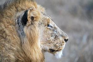 Verwundeter männlicher Löwe im Krüger Park Südafrika foto