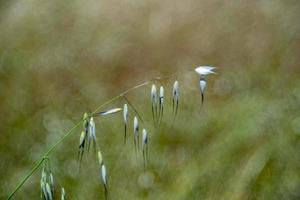 Spike isoliert auf der grünen Wiese foto