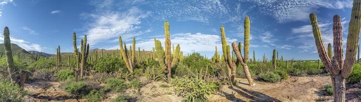 baja california sur riesiger kaktus in der wüste foto