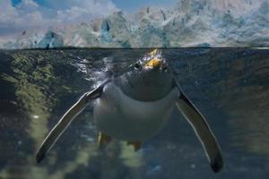 Papua-Pinguin, der zu Ihnen unter Wasser schwimmt foto