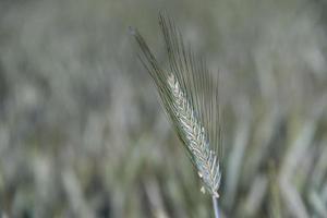 wachsendes grünes weizenfelddetail foto