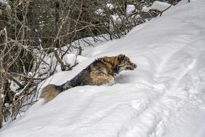 Hundeporträt im Schneehintergrund foto