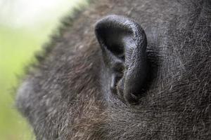 Ohr des schwarzen Gorilla-Affen-Affenporträts foto