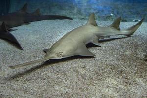 Sägefisch unter Wasser Nahaufnahme Detail foto