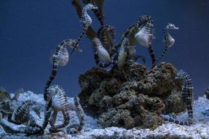 Seepferdchen unter Wasser aus nächster Nähe foto