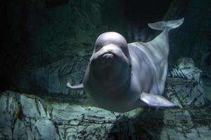 Beluga-Delphin unter Wasser, der Sie ansieht foto