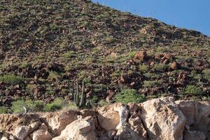 baja california sur cortez meer felsen foto