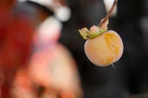 Kakifrucht auf Kakibaum foto