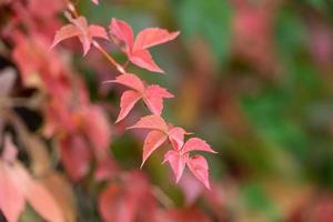 Farbe der Herbstblätter foto
