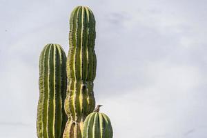 vogel auf baja california wüstenkaktus foto