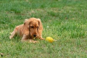 Welpe Hund Cockerspaniel läuft im Herbsthof foto