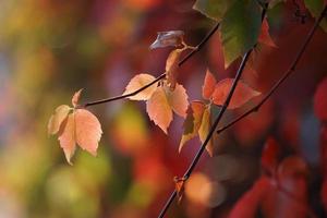 Herbstblätter an einem Baum foto