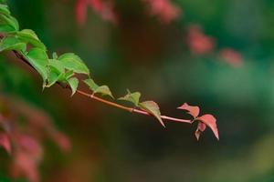 Farbe der Herbstblätter foto