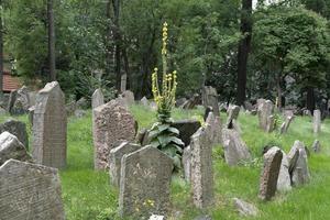 jüdischer alter friedhof in prag foto