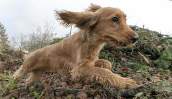 glückliches Hündchen Cocker Spaniel springen foto