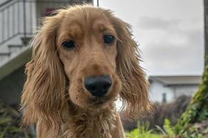 süßes Hündchen-Cocker-Spaniel-Porträt, das Sie im Innenhof ansieht foto