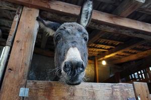 Weihnachtsesel im Stall foto