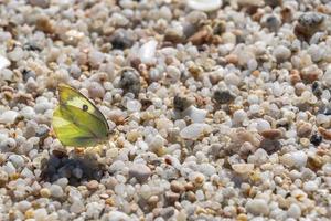 Gelber Schmetterling am Strand in Mexiko foto