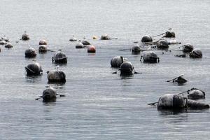 muschelfarm im mittelmeer foto