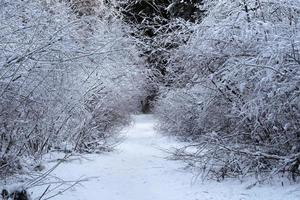 Eiszapfen gefrorenes Eis auf Grassee foto