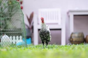 Hamburger Küken auf dem Außenfeld im menschlichen Hausgarten. foto