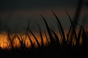 Silhouette Grasblume im orangefarbenen Sonnenuntergangshimmel zur Abendzeit für warmen Hintergrund. foto