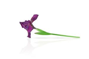 Lila Iris Blume isoliert liegt auf einem weißen Hintergrund mit dem Zusatz von Schatten und Reflexion. Element für die Gestaltung foto