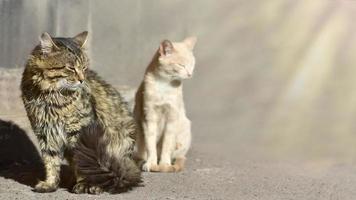 Banner mit einer rötlich-schwarzen Katze und einem beigen Kätzchen, die sich in den Strahlen der Herbstsonne sonnen. Ort, um Ihren Text hinzuzufügen. Sonnenstrahlen auf einem unscharfen Hintergrund. foto