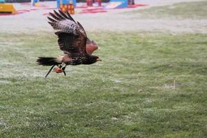 ein Blick auf einen Harris Hawk im Flug foto