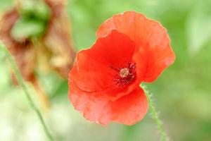 wunderbare rote Mohnblumen im grünen Gras foto