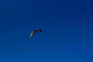 Möwe fliegt im blauen Himmel foto