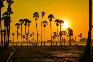 Landschaft der Zuckerpalme während des Sonnenaufgangs in der Dämmerung in der Provinz Pathumthani, Thailand foto