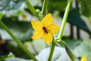 Biene bestäubt Gurkenpflanze Blume im Gewächshaus foto