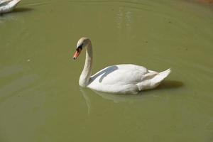 Die Gänse schwimmen im Fluss auf der Suche nach Nahrung. foto