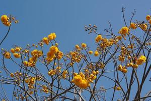 supannika blume blauer himmel hintergrund foto