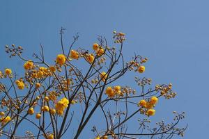 supannika blume blauer himmel hintergrund foto