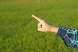 asiatische bäuerin hand, grüner reisfeldhintergrund foto