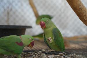 bunte papageien im park foto