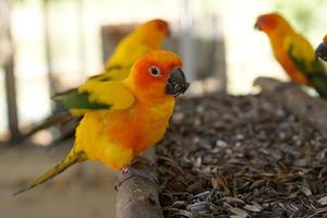 bunte papageien im park foto