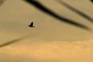 Vogelsilhouette im Flug bei Sonnenuntergang foto