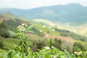 kleine weiße Blumen im weiten Tal foto