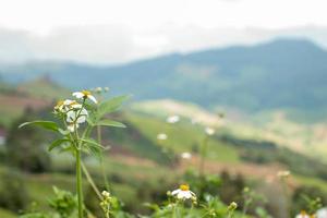 kleine weiße Blumen im weiten Tal foto